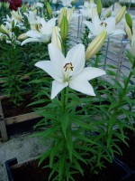 [1645 BrightDiamondo No02.JPG]